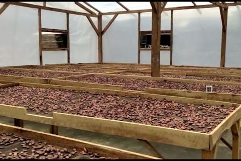 Balai Karantina Pertanian gali potensi ekspor kakao Lampung Timur