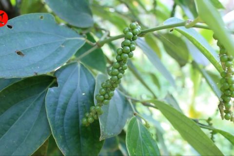 Pemprov Lampung bantu petani lada melalui intensifikasi tanaman