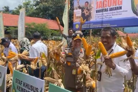 Panen jagung varietas Jakarin untuk siapkan bibit unggul di Sigi