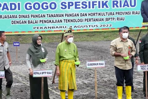 Tingkatkan produksi pertanian, Gubernur Riau tanam padi gogo