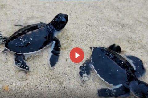 Keseruan Saat Melepas Tukik di Pulau Ketawai