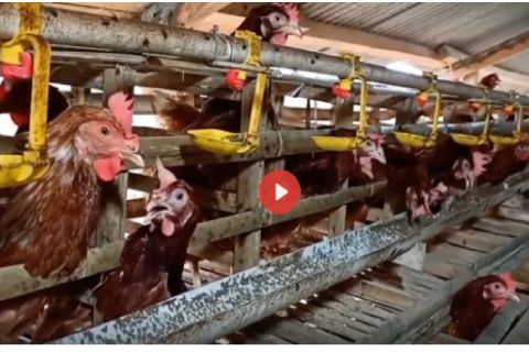 Upaya BPN Stabilakan Harga Ayam Ras