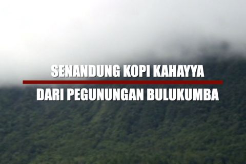 Senandung kopi Kahayya dari pegunungan Bulukumba