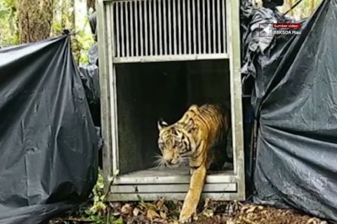 Harimau Sumatera dilepasliarkan di Riau setelah memangsa ternak warga