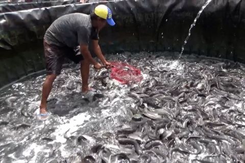 Peluang budi daya ikan lele di Bantul sangat terbuka