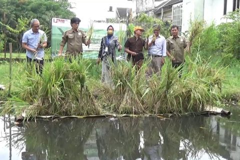 UMY kembangkan padi teknologi apung di lahan gambut