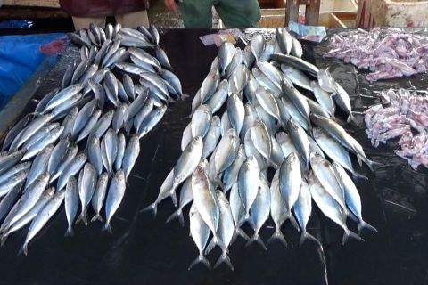 Hasil perikanan tangkap di Kota Padang naik 2.027 ton pada 2022