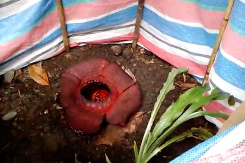 Fakta munculnya bunga Rafflesia di halaman rumah warga Padang