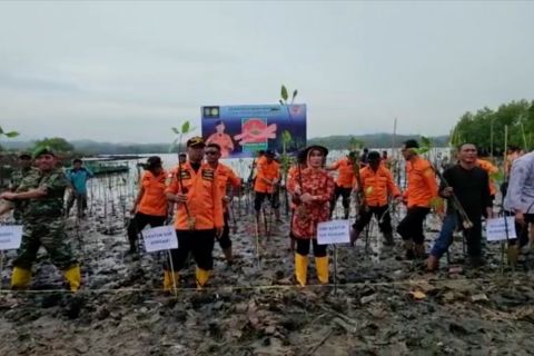 Rehabilitasi kawasan pesisir, Basarnas Kendari tanam 500 bibit bakau