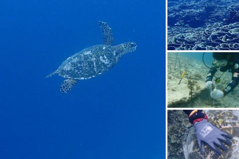 Merawat pesona kawasan konservasi Pulau Pieh