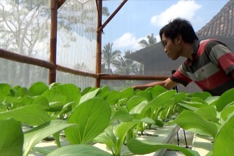 Bercocok tanam jadi pilihan generasi milenial Kabupaten Sleman