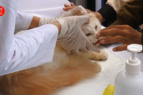 Pemerintah Sumatra Selatan gelar vaksin rabies gratis