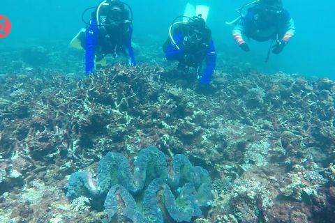 Menikmati keindahan bawah laut pulau Gosong Aceh