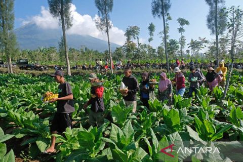Petani tembakau awali panen dengan doa Miwiti Mbako
