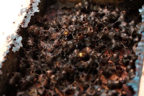 Budidaya Lebah Trigona di pekarangan rumah, hasilkan jutaan rupiah