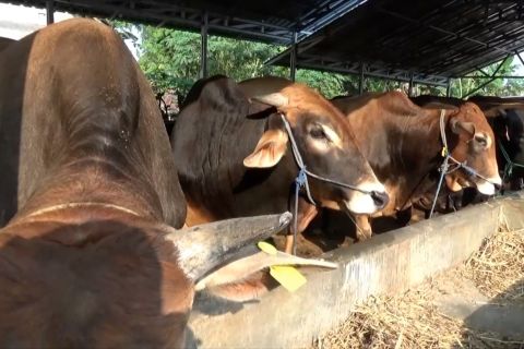 Penuhi ketersediaan, Sleman datangkan sapi kurban dari luar daerah