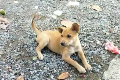 Antisipasi rabies, Sumatera Barat tambah alokasi dana vaksin