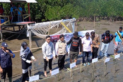 Cegah abrasi, Pemprov Sulsel tanam 36 ribu mangrove