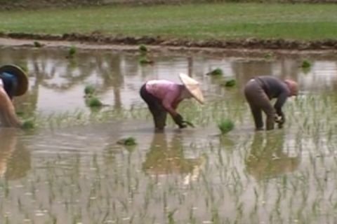 Antisipasi dampak El Nino, petani di Sultra diminta menghemat air