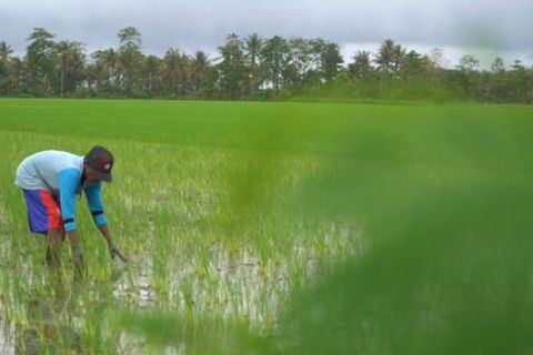 Antisipasi El Nino, Sulteng siapkan benih padi, jagung, dan kedelai