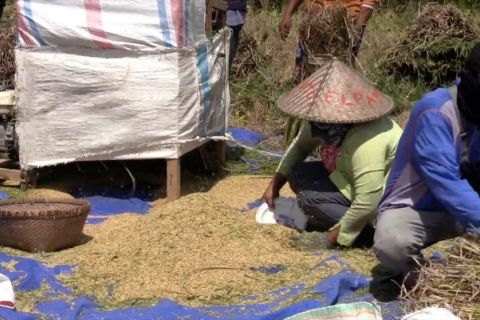 Distanbun NTB sebut harga beras naik bukan hanya karena kekeringan