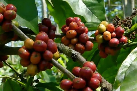 Kopi organik Temanggung tembus pasar Australia hingga Finlandia
