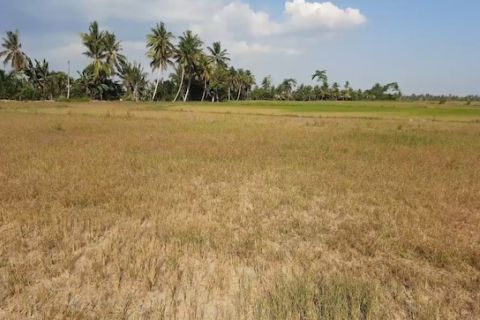 Sultra tetapkan 9 daerah berstatus tanggap darurat kekeringan