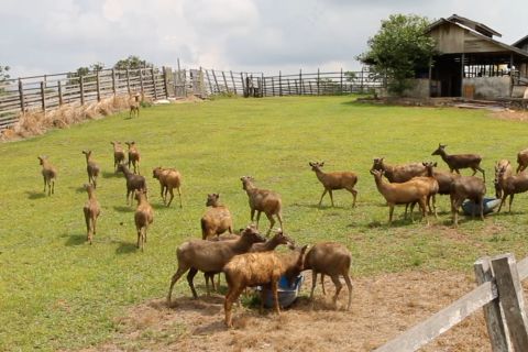Menengok ekowisata penangkaran rusa Sambar di Penajam Paser Utara