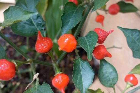 Potret Kampung Sayur yang gratiskan hasilnya bagi masyarakat Palembang