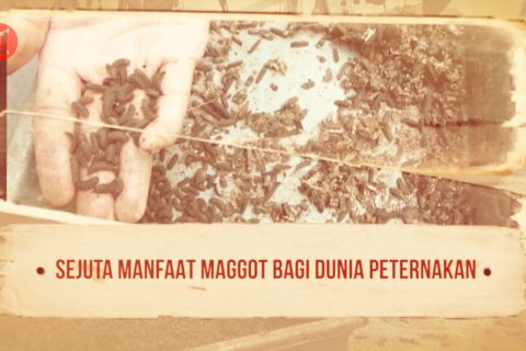 Sejuta manfaat maggot bagi dunia peternakan