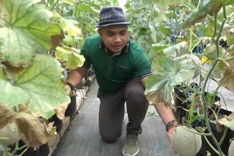 Petani milenial Yogyakarta raup untung dari melon kimoji