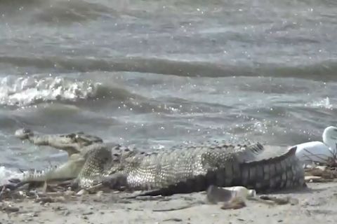 BKSDA Sulteng maksimalkan penanganan buaya Sungai Palu