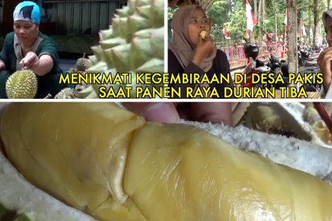 Menikmati kegembiraan di Desa Pakis saat panen raya durian tiba
