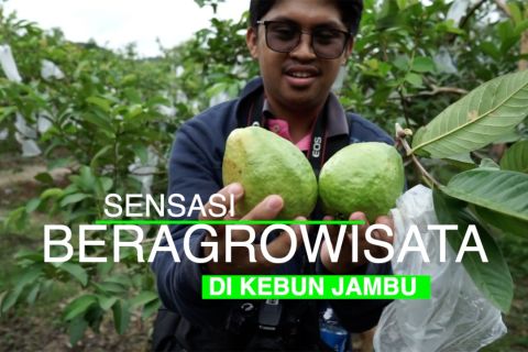 Sensasi beragrowisata di kebun jambu yang ada di Kota Batam