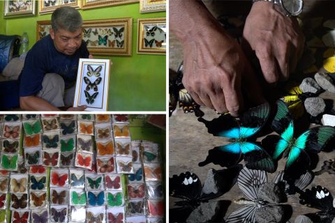 Mengintip di balik pembuatan cendera mata kupu-kupu khas Bantimurung