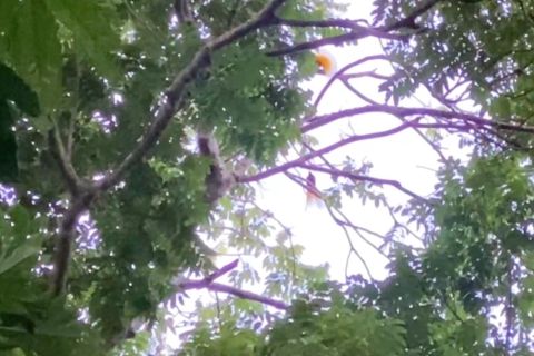 Pertamina gandeng BKSDA Papua jaga pelestarian Burung Cenderawasih