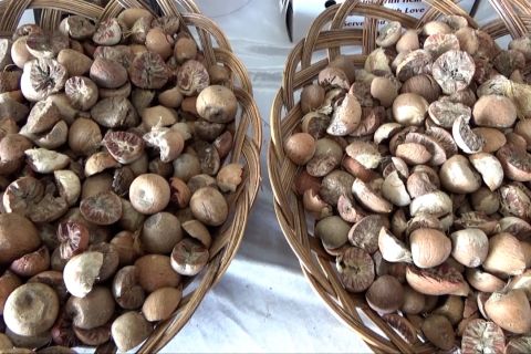 Sulawesi Tenggara ekspor perdana komoditas biji pinang ke Iran