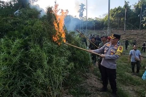 BNN RI musnahkan 10 ton ganja basah di Aceh Utara