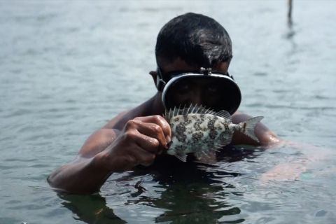 Memburu dingkis pada momentum Imlek