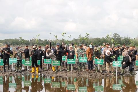 Menengok potensi hutan Mangrove Kalimantan Timur