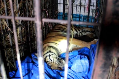 Harimau Sumatera masuk kandang jebak dievakuasi ke TMSBK Bukittinggi