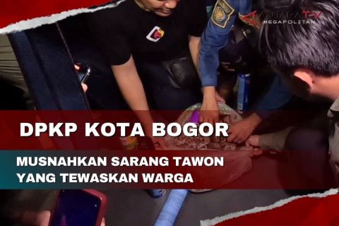 DPKT Kota Bogor musnahkan sarang tawon yang tewaskan warga
