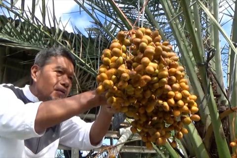 Mengintip kebun pembibitan pohon kurma milik warga Sleman
