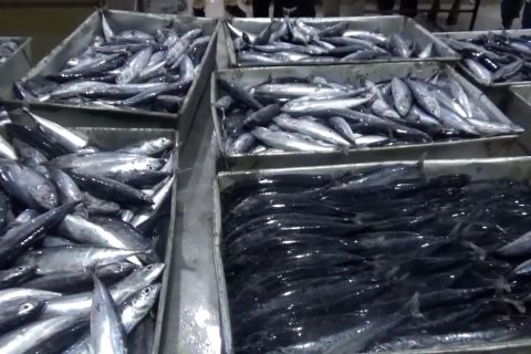 Memaksimalkan potensi perikanan dari perairan Karimun, Kepri