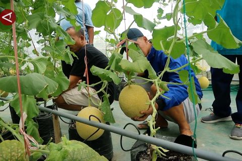 Petik melon di tengah kota menjadi alternatif libur yang asyik