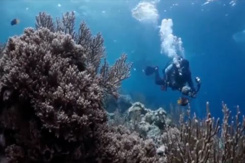 Langkah Taman Nasional Wakatobi menjaga keberlangsungan