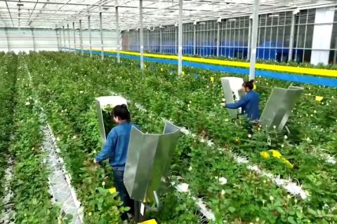 Pabrik super mawar di China barat laut terapkan teknologi cerdas