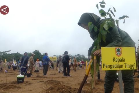 Peringati Hari Kartini, perempuan Kalsel tanam ribuan pohon eucalyptus