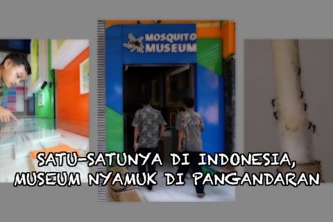 Satu-satunya di Indonesia, Museum Nyamuk di Pangandaran