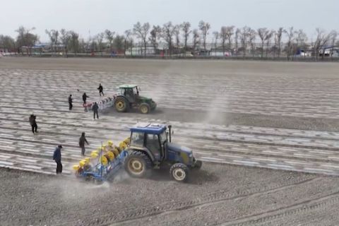 Teknologi modern bantu petani kapas di Xinjiang, China